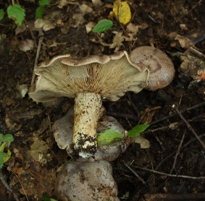 Lactarius da Id.